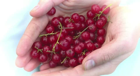 Hands holding fresh berries. Vídeo Stock 68650416