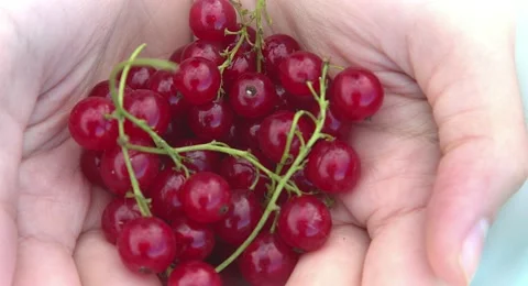 Hands holding fresh berries. Stock Footage 68650902