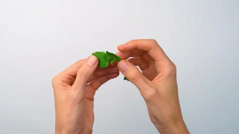 Hands holding fresh lemon balm leaves close up. Pair of hands pinching green Stock Footage 342975926