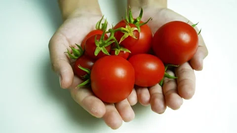 Hands Holding Fresh Red Tomatoes, Hands holding a bunch of fresh red tomato.. Vídeos de archivo 304979510