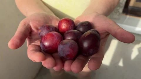 Hands holding fresh ripe plums, close-up of cupped palms  Stock Footage 345327102