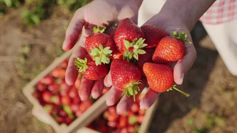 Hands holding freshly picked bright red strawberries Stock Footage 133340992