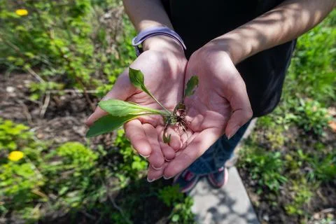 Hands Holding Freshly Pulled Weed Plant Outdoor. Close-up of hands holding a Stock Photos