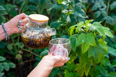 Hands holding glass teapot with raspberry leaf tea beside garden plant. Homemade Stock Photos