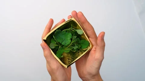 Hands holding golden bowl filled with lemon balm leaves. Two hands supporting Stock Footage 342976216