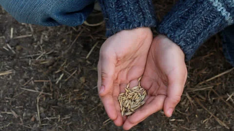 Hands holding grain Видео 22923637
