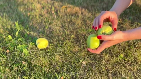 Hands holding green apples in grass Vidéo 340478772