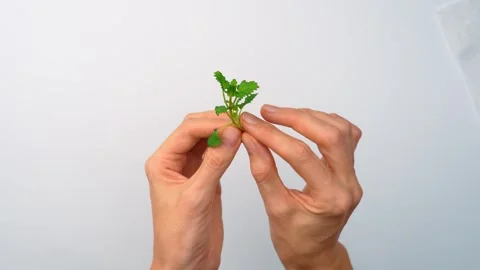 Hands holding green lemon balm sprigs for herbal tea. Two hands displaying fresh Stock Footage 342976121