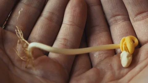 Hands holding green sapling Stock Footage 86221268