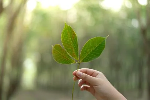 Hands holding Leaf of rubber tree with blur Background Stock Photos