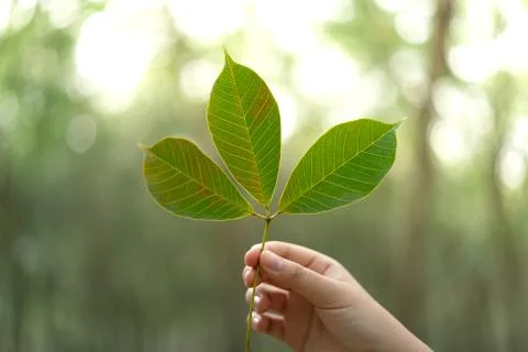Hands holding Leaf of rubber tree with blur Background Stock Photos