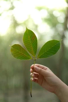 Hands holding Leaf of rubber tree with blur Background Stock Photos