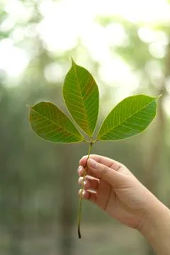 Hands holding Leaf of rubber tree with blur Background Stock Photos