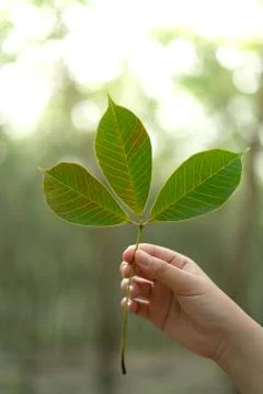 Hands holding Leaf of rubber tree with blur Background Stock Photos