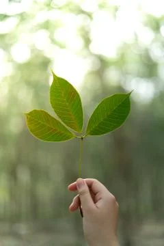 Hands holding Leaf of rubber tree with blur Background Stock Photos