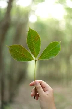 Hands holding Leaf of rubber tree with blur Background Stock Photos