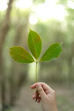 Hands holding Leaf of rubber tree with blur Background Stock Photos