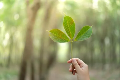 Hands holding Leaf of rubber tree with blur Background Stock Photos
