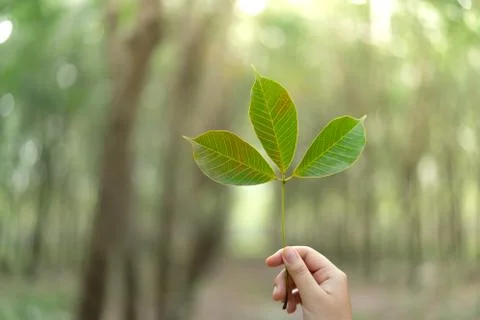Hands holding Leaf of rubber tree with blur Background Stock Photos