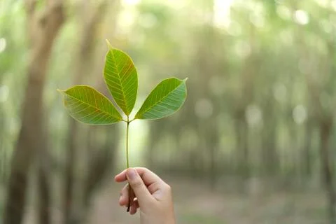 Hands holding Leaf of rubber tree with blur Background Stock Photos