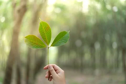 Hands holding Leaf of rubber tree with blur Background Stock Photos