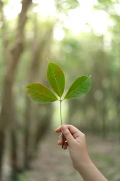 Hands holding Leaf of rubber tree with blur Background Stock Photos
