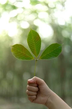 Hands holding Leaf of rubber tree with blur Background Stock Photos