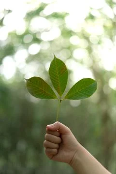 Hands holding Leaf of rubber tree with blur Background Stock Photos
