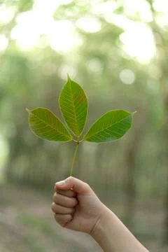 Hands holding Leaf of rubber tree with blur Background Stock Photos