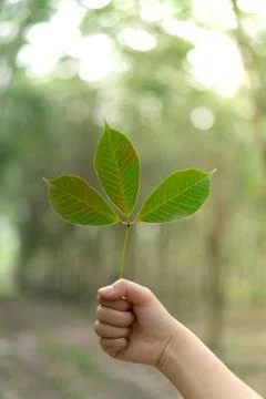Hands holding Leaf of rubber tree with blur Background Stock Photos