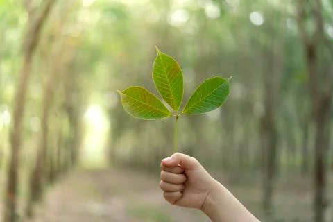 Hands holding Leaf of rubber tree with blur Background Stock Photos
