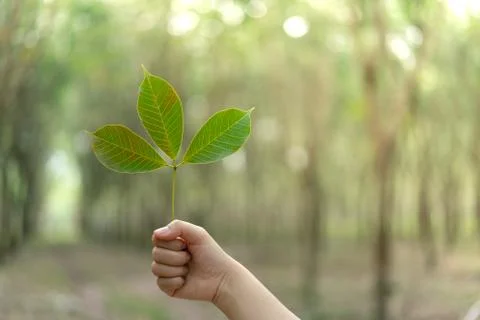 Hands holding Leaf of rubber tree with blur Background Stock Photos