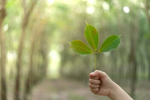 Hands holding Leaf of rubber tree with blur Background Stock Photos