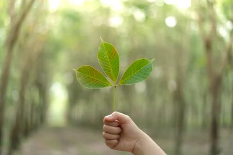 Hands holding Leaf of rubber tree with blur Background Stock Photos
