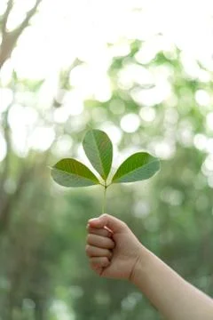 Hands holding Leaf of rubber tree with blur Background Stock Photos