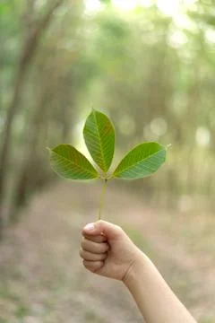 Hands holding Leaf of rubber tree with blur Background Stock Photos
