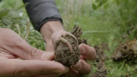 Hands holding a lump of earth with an earthworm in it in a green garden, France Stock Footage 289743835