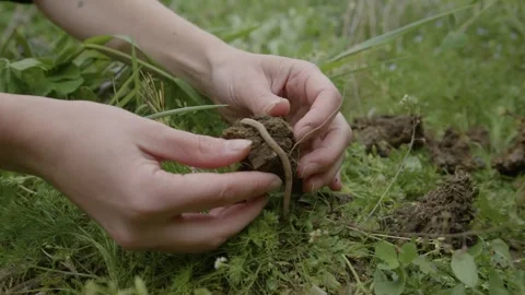 Hands holding a lump of earth with an earthworm in it in a green garden, France Stock Footage 289743855