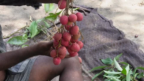 Hands Holding Lychee Stock Footage 335215195