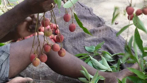 Hands Holding Lychee Stock-Footage 335215419