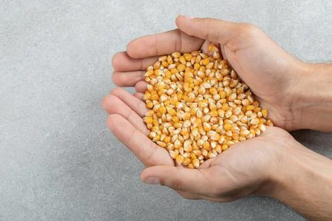 Hands holding many of raw corn grains on a gray background Stock Photos