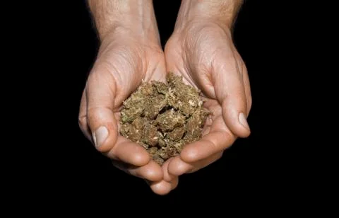 Hands holding marijuana Stock Photos