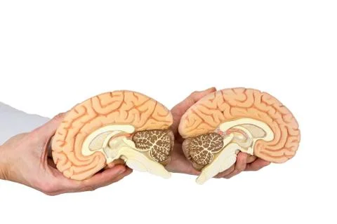 Hands holding model human brain on white background Stock Photos