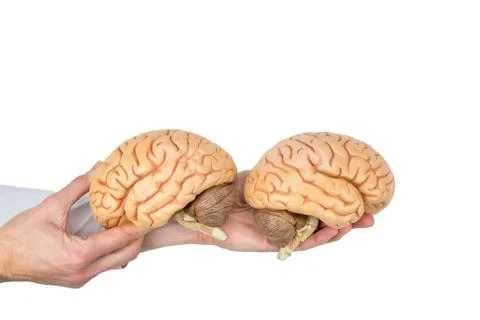 Hands holding model human brain on white background Stock Photos