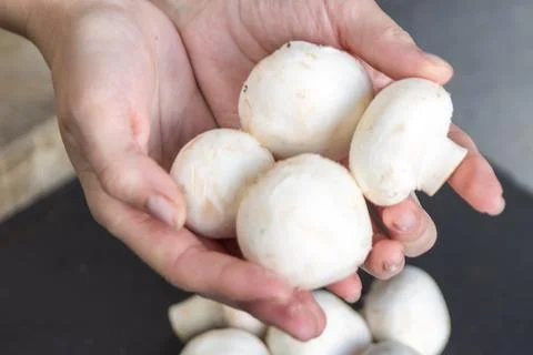 Hands holding mushroom close-up. The process of drying mushrooms. Stock Photos