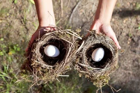 Hands holding nest with egg. Stock Photos
