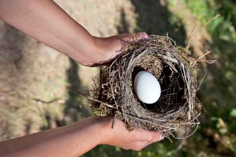 Hands holding nest with egg Stock Photos