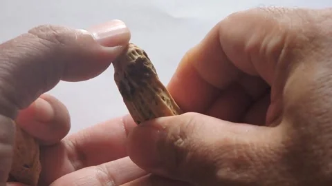Hands Holding Opened Organic Peanut Shell Stock Footage 300097227