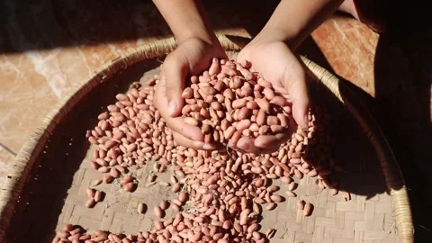 Hands holding peanuts. Concept Stock Footage 330829441