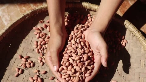 Hands holding peanuts. Food security campaign. 库存影片 330829438
